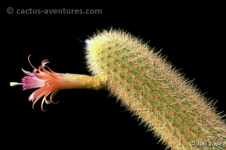 Borzicactus aureispinus -008